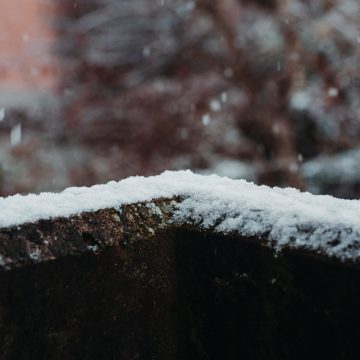 Balkon zimą – jakie rośliny przetrwają śnieg?