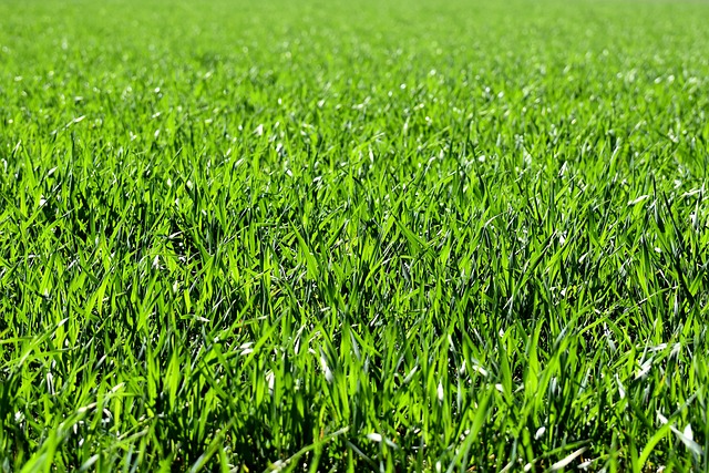 Trawniki sportowe: Jak utrzymać trawnik w doskonałej kondycji dla aktywności fizycznej