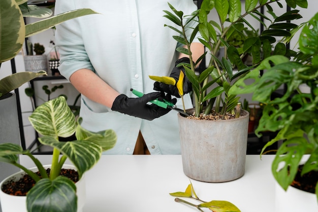 Tworzenie idealnego mikroklimatu dla twoich roślin pokojowych