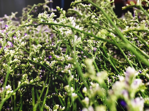 Jak wybrać idealne drzewa do przydomowego ogrodu?